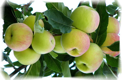 apples