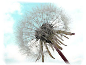 dandelion