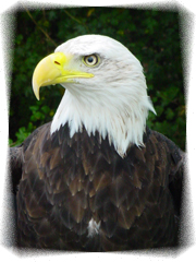 eagle