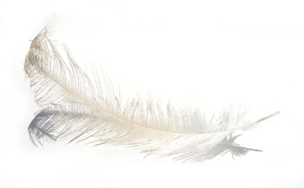feather