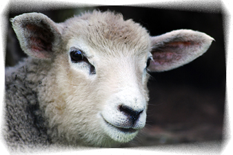 lamb