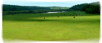 green pasture