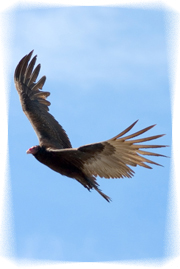 turkey vulture